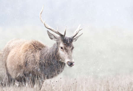 Close up of a Red deer stag in first snow in winter, UK.の写真素材