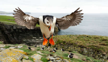 Close up of Atlantic puffin in flight over puffin colony, UK.の写真素材