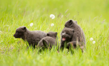 Close up of playful Arctic Fox (Vulpes lagopus) cubs in green grass in summer, Iceland.の写真素材
