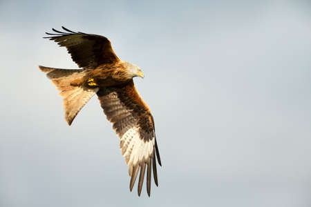 Close up of a Red kite in flight, UK.