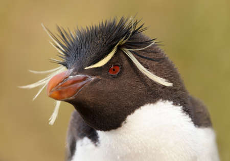 Portrait of a Southern rockhopper penguin (Eudyptes chrysocome) against clear background, Saunders island, Falkland Islands.の写真素材