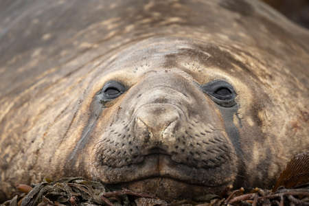Close up of a Southern Elephant seal lying on sea weeds on a coastal area of the Falkland Islands.の写真素材