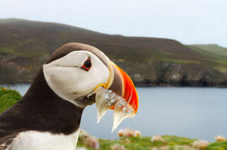 Close up of Atlantic puffin with the beak full of sand eels, Scotland, UK.の写真素材