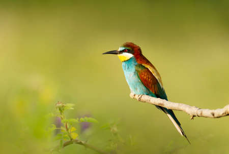 Close up of a perched Bee-eater in summer, Bulgaria.