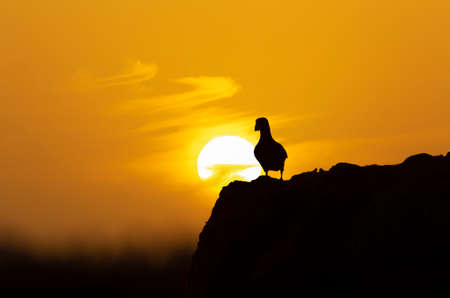 Atlantic puffin (fratercula arctica) on a cliff at sunset in Fair Isle, Shetland, UK.の写真素材