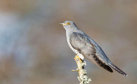 Close up of a Common Cuckoo perched on a tree branch, UK.の写真素材