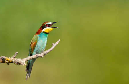 Close up of a calling Bee-eater perched on a tree branch in summer, Bulgaria.の写真素材