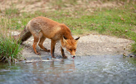 Close up of a red fox drinking water from a pond in summer.の写真素材