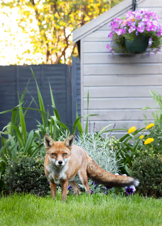 Red fox (Vulpes vulpes) standing by a shed in the garden, United Kingdom.