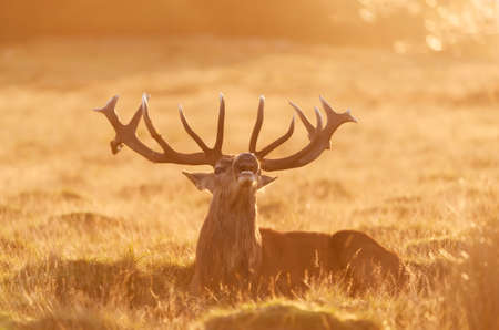 Close up of a red deer stag calling at sunrise, UK.の写真素材