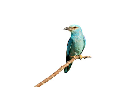 Perched European roller against white clear background.の写真素材