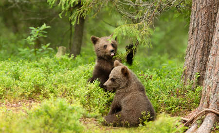 Close up of two playful European brown bear (Ursus arctos arctos) cubs in the woods of Finland.の写真素材
