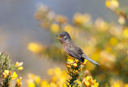 Close up of a perching Dartford warbler in a gorse bush, UK.の写真素材