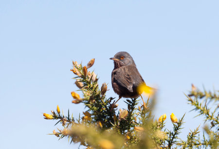 Close up of a perching Dartford warbler, UK.の写真素材