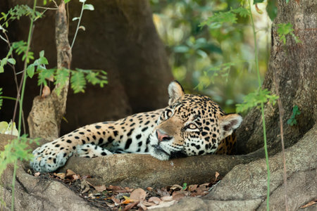 Close up of a Jaguar lying on tree roots on a river bank, Pantanal, Brazil.の写真素材