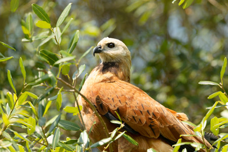 Close up of a Black-collared hawk perched in a tree, Pantanal, Brazil.の写真素材