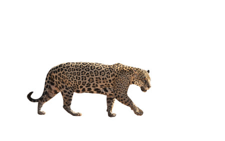 Jaguar walking on a clear white background.の写真素材