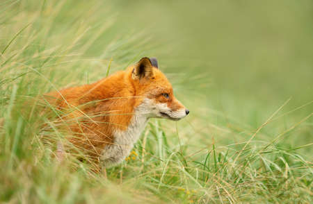 Portrait of a red fox (Vulpes vulpes) sitting in green grass.の写真素材