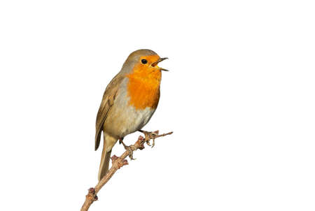 Close up of an European Robin (Erithacus rubecula) calling against clear white background.の写真素材