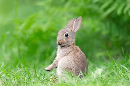 Wild Rabbit (Oryctolagus cuniculus) standing on its hind legs in a meadow, United Kingdom.の写真素材