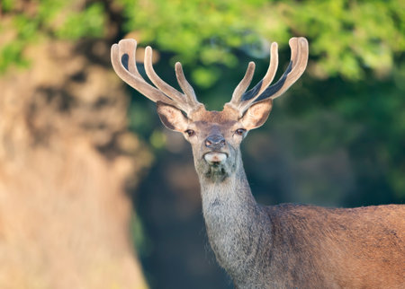 Close up of a young red deer stag with velvet antlers in summer, United Kingdom.の写真素材
