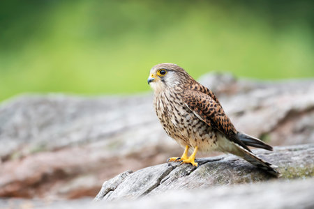 Close up of a common kestrel perched on a tree, United Kingdom.
