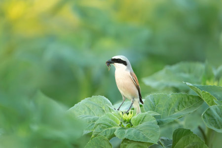 Close up of a Great grey shrike with it's prey, Bulgaria.の写真素材