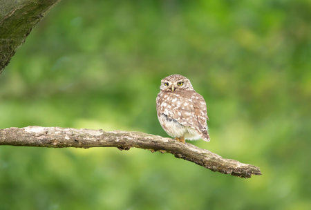Close up of a Little Owl (Athene noctua) perched on a tree branch in summer, United Kingdom.の写真素材