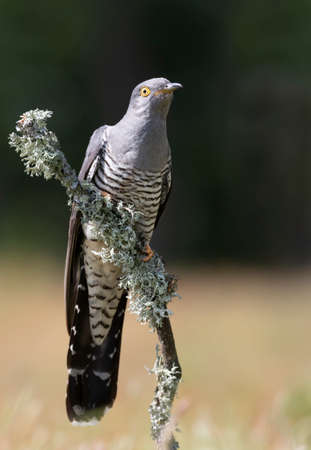 Close up of a Common Cuckoo perched on a tree branch, UK.