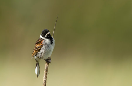 Common reed bunting perched on a reed in Rainham marshes nature reserve against yellow background, UK.の写真素材
