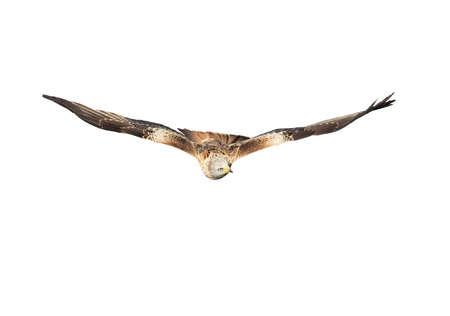 Close up of a Red kite in flight against clear white background, UK.