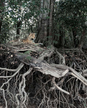 Close up of a Jaguar lying on impressive tree roots on a river bank, Pantanal, Brazil.の写真素材