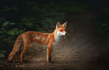 Close up of a Red fox (Vulpes vulpes) cub standing in the forest, UK.の写真素材