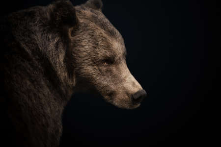Portrait of Eurasian Brown bear against black background, Finland.の写真素材