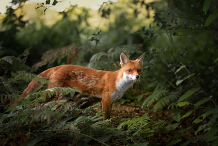 Close up of a Red fox (Vulpes vulpes) in forest, UK.の写真素材