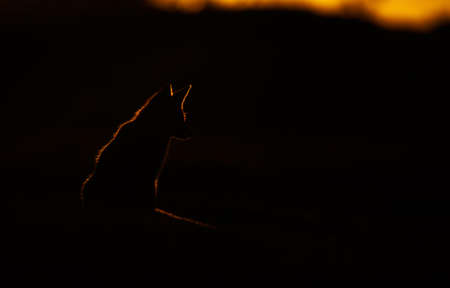 Silhouette of a red fox (vulpes vulpes) sitting in a meadow at sunset, Netherlends.の写真素材