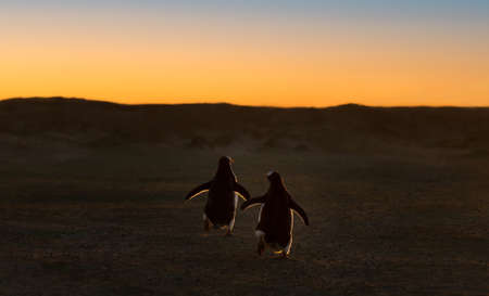 Two Gentoo penguins running on the beach at sunset, Falkland Islands.の写真素材