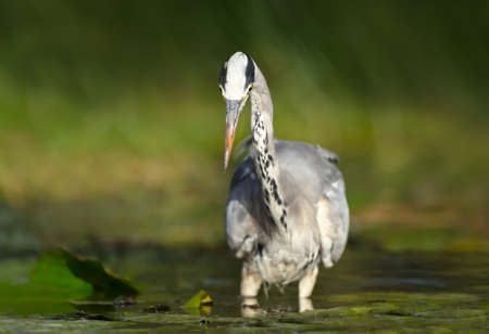 Close-up of a grey heron (Ardea cinerea) fishing in a pond, UK wetlands.の写真素材