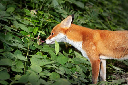 Close up of a Red fox (Vulpes vulpes) cub smelling blackberries in forest, UK.