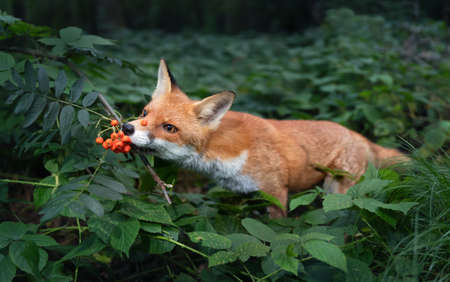 Close up of a Red fox (Vulpes vulpes) cub smelling rowan berries in late summer, UK.の写真素材