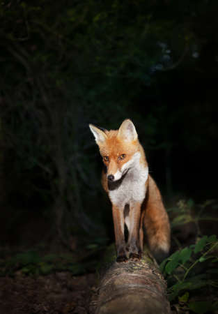 Red fox (Vulpes vulpes) on a tree log against dark background in the forest, UK.