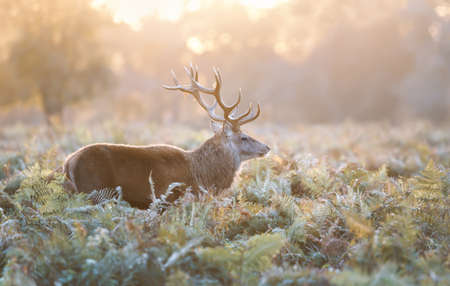 Close up of a Red Deer stag during rutting season at sunrise, UK.の写真素材