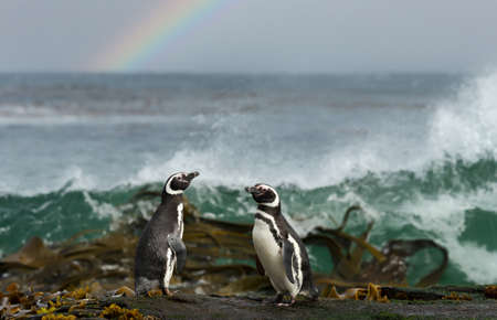 Two Magellanic penguins standing on a coast in the Falkland Islands.の写真素材