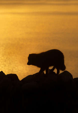 Silhouette of an arctic fox (Vulpes lagopus) on the coasts of Iceland.の写真素材