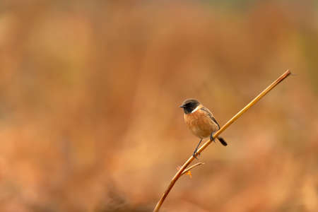 European stonechat perching on a fern branch against colorful background, UK.