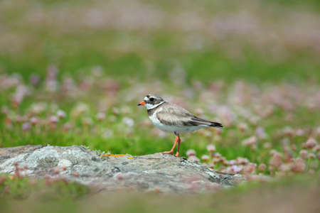 Ringed plover (Charadrius hiaticula) on a coastal area of Noss island, Scotland.の写真素材