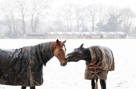Two horses play-fighting in the falling snow in winter, UK.の写真素材