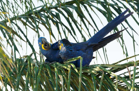 Close up of two Hyacinth macaws perched in a palm tree, South Pantanal, Brazil.