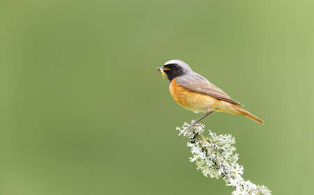 Close up of a Common Redstart with a worm in a beak perched on a tree branch, UK.