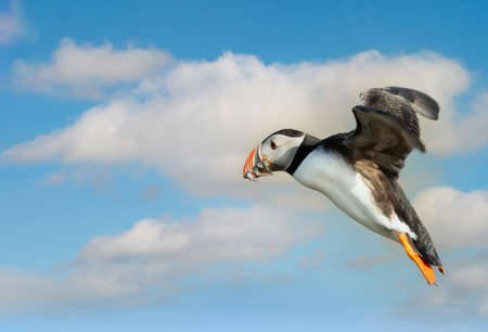 Close up of an Atlantic puffin with sand eels in a beak in flight, UK.の写真素材